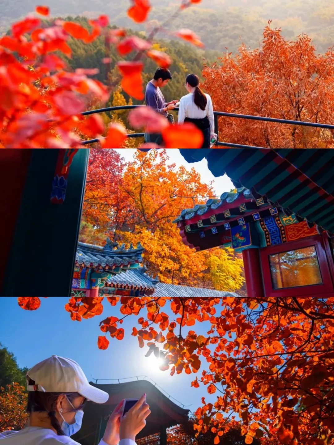 红螺寺千年银杏叶最新消息｜团建漫步赏景