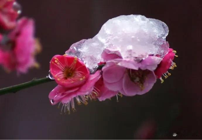 梅间求句一壶酒
菊丛寻蝶半缕香