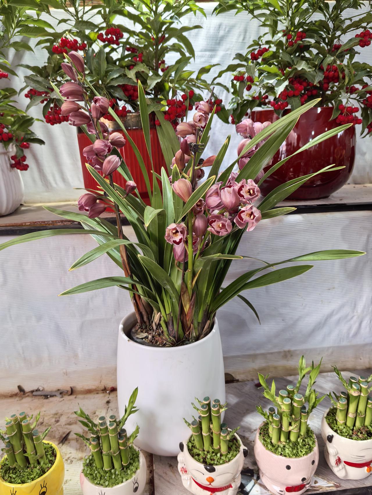 2026马年新春，“天南地北大拜年”成了全网顶流。从东北雪原到江南古镇，大家用各