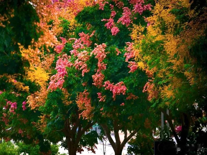 我们小城市的秋天，
这个小阔阔很暖和，
欢迎大家前来围观。
#秋日生活打卡#