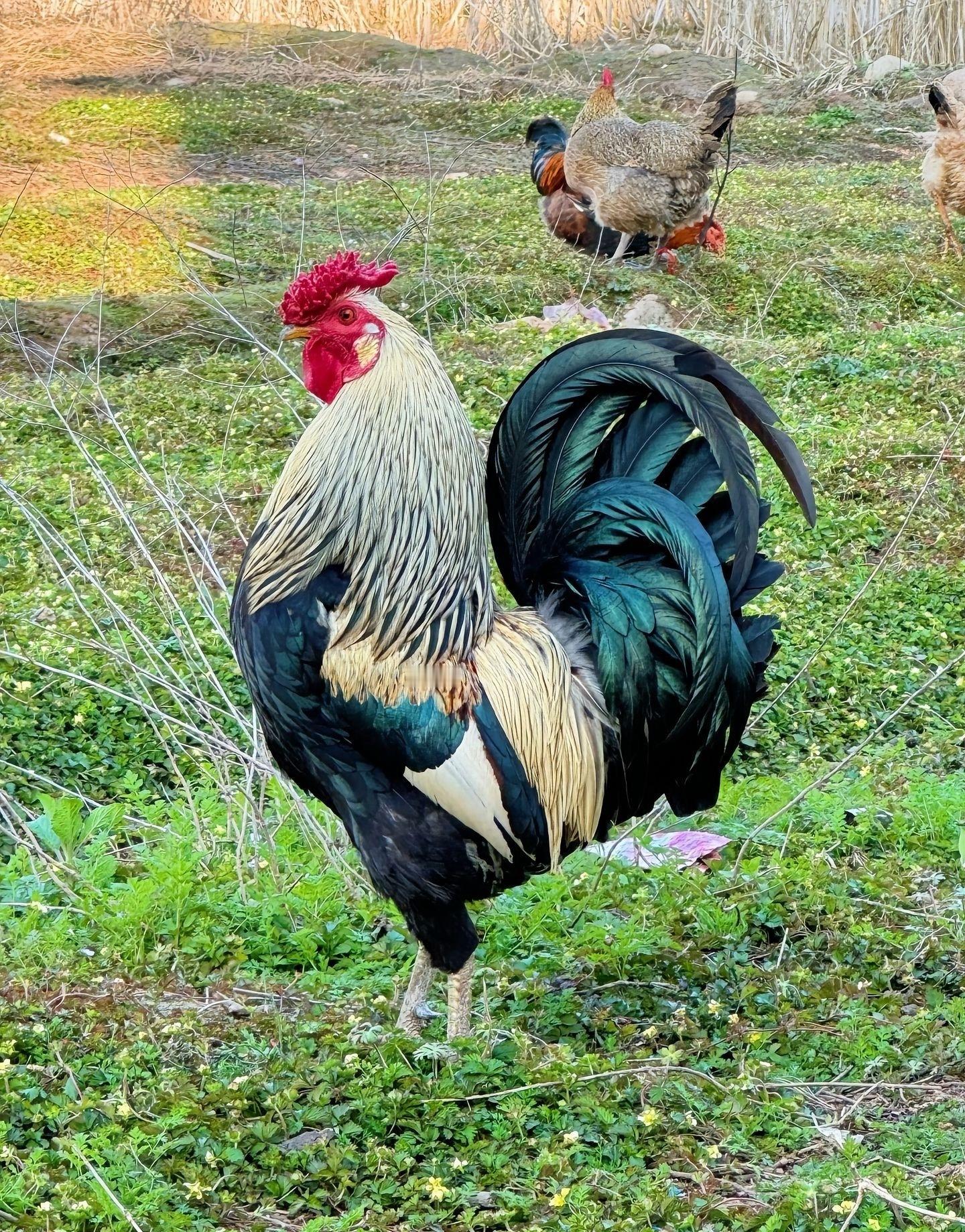 找不到合适的，也就摩尔和白银，还有几个游资股。但这种都是要赌运气，算了不玩了。运