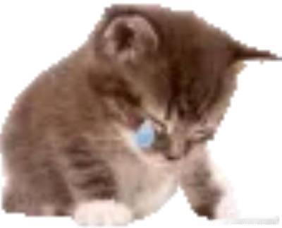 这个更新强度显得我完全就是个furry控