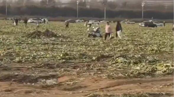 【快评丨“免费采捡白菜”闹剧收场，没有人是“旁观者”】“免费采捡白菜”事件，迎来