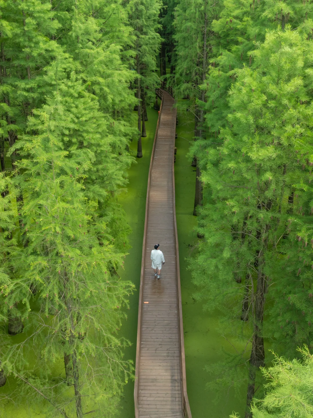 比起西湖，我更喜欢杭州这个抹茶水上森林🌿