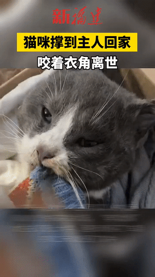 “心都要碎了！”广东，一女大学生得知自己在老家养的宠物猫咪快不行了，女子连夜买票