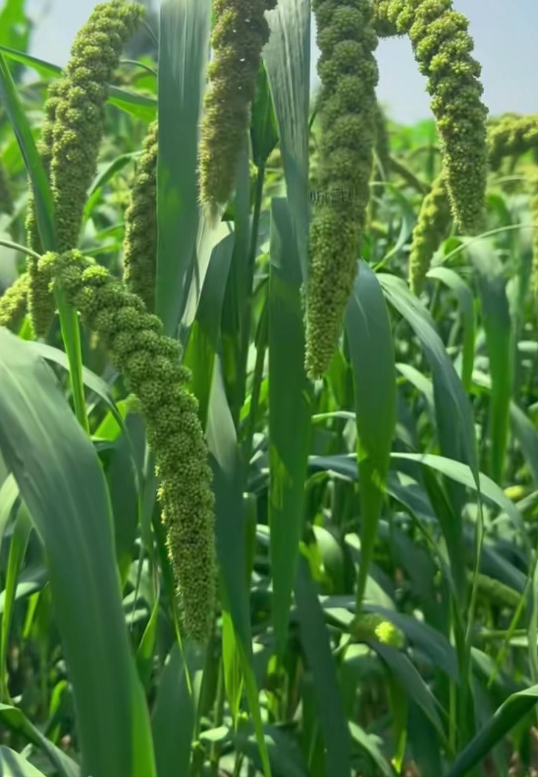一片绿油油，这是什么植物？有认识的吗？是高粱吗？[作揖][玫瑰]