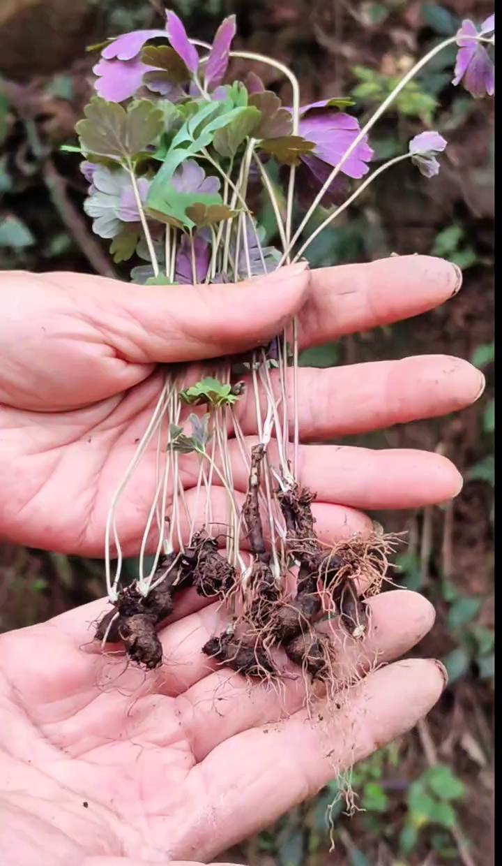 紫背天葵，叶子背红得像染了血，根却黑乎乎像老鼠屎，人叫它“千年老鼠屎”——不是骂