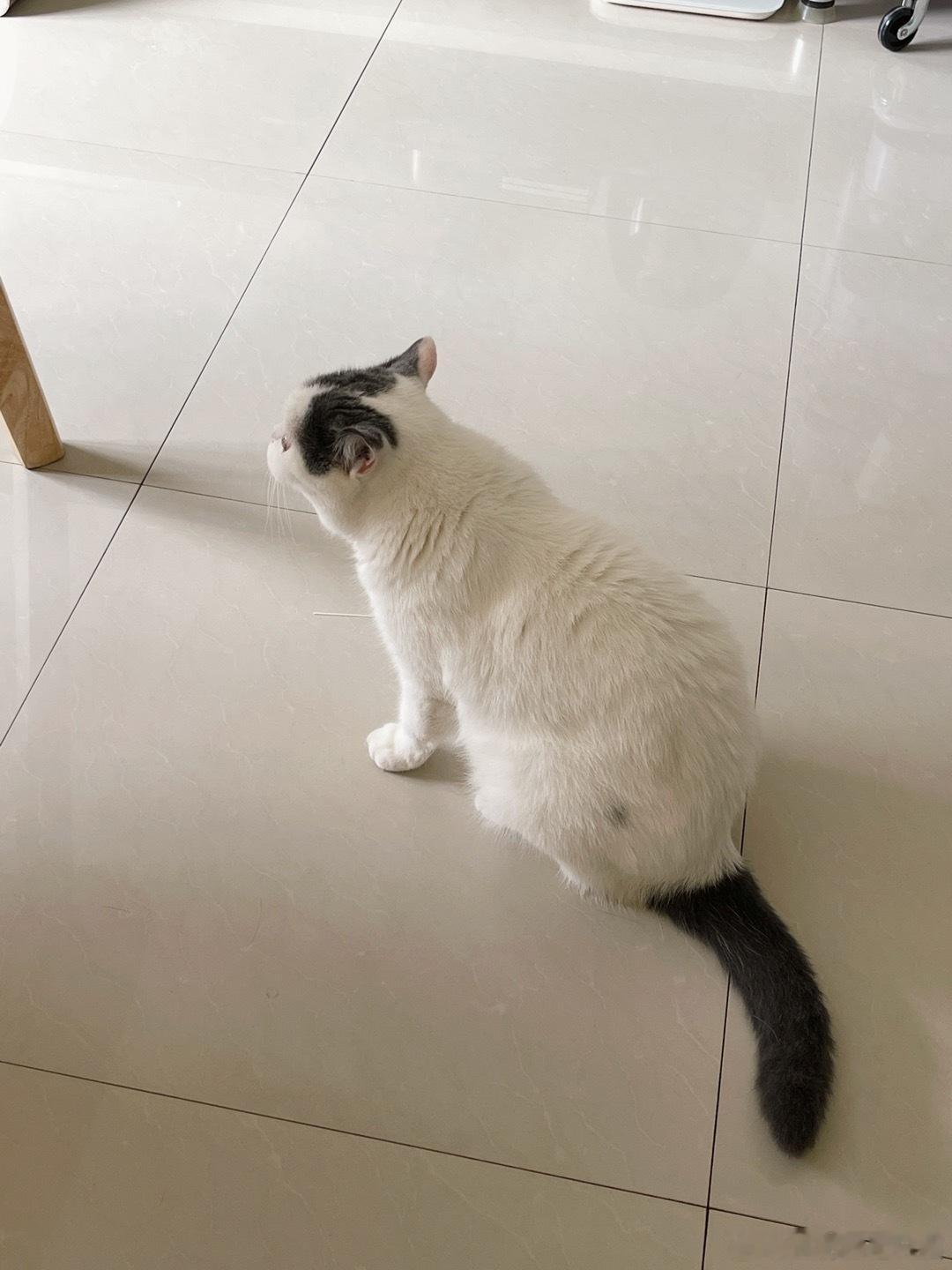 小豚今天又是凌晨四点喊妈妈[可爱]我真怀疑是猫砂盆上这个对联挂的不对了 有问题 