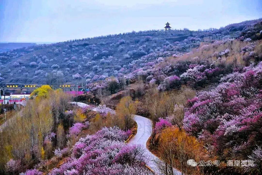 张永祥百花诗吟欣赏之十三：

木 香
 
玉皇仙东珠帘幔，①
麝脐蘼芜秀味鲜。②