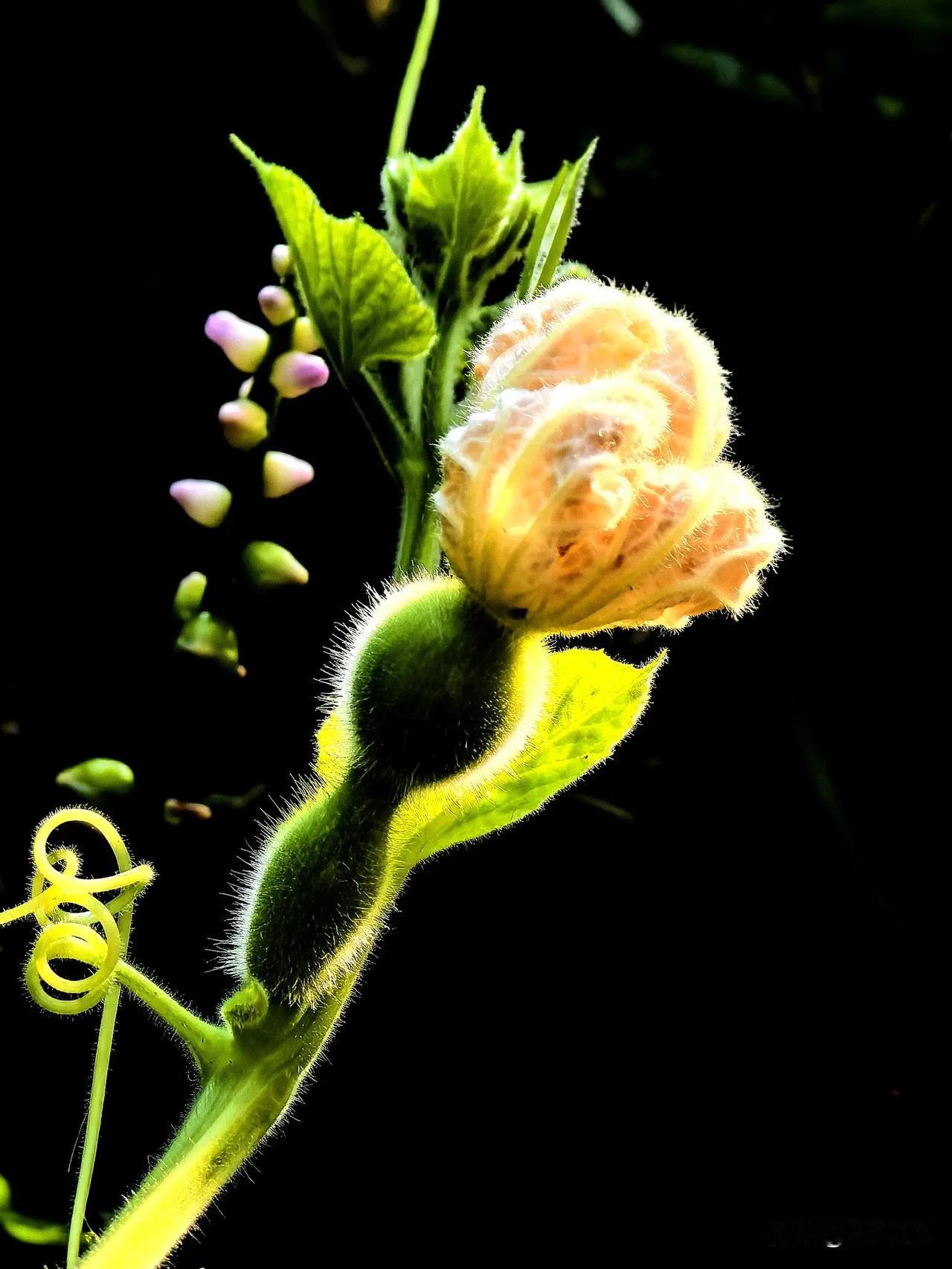 #葫芦开花结果# 葫芦娃#葫芦花又开了# 去年春天，我在花园里种了三棵葫芦，当年