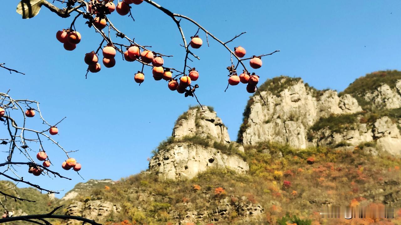 秋日山野，红果满枝，自然之美，尽收眼底。🍂🍎🍁