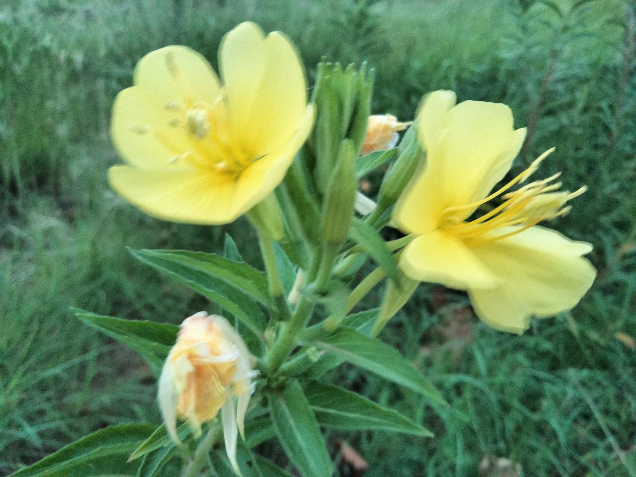 分享一下随手拍的花草月见草“夜来香”。