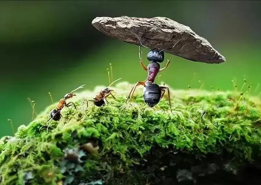 头条耕耘四年整，创作作品八千多

[玫瑰][心][玫瑰]

在头条一晃耕耘整四年