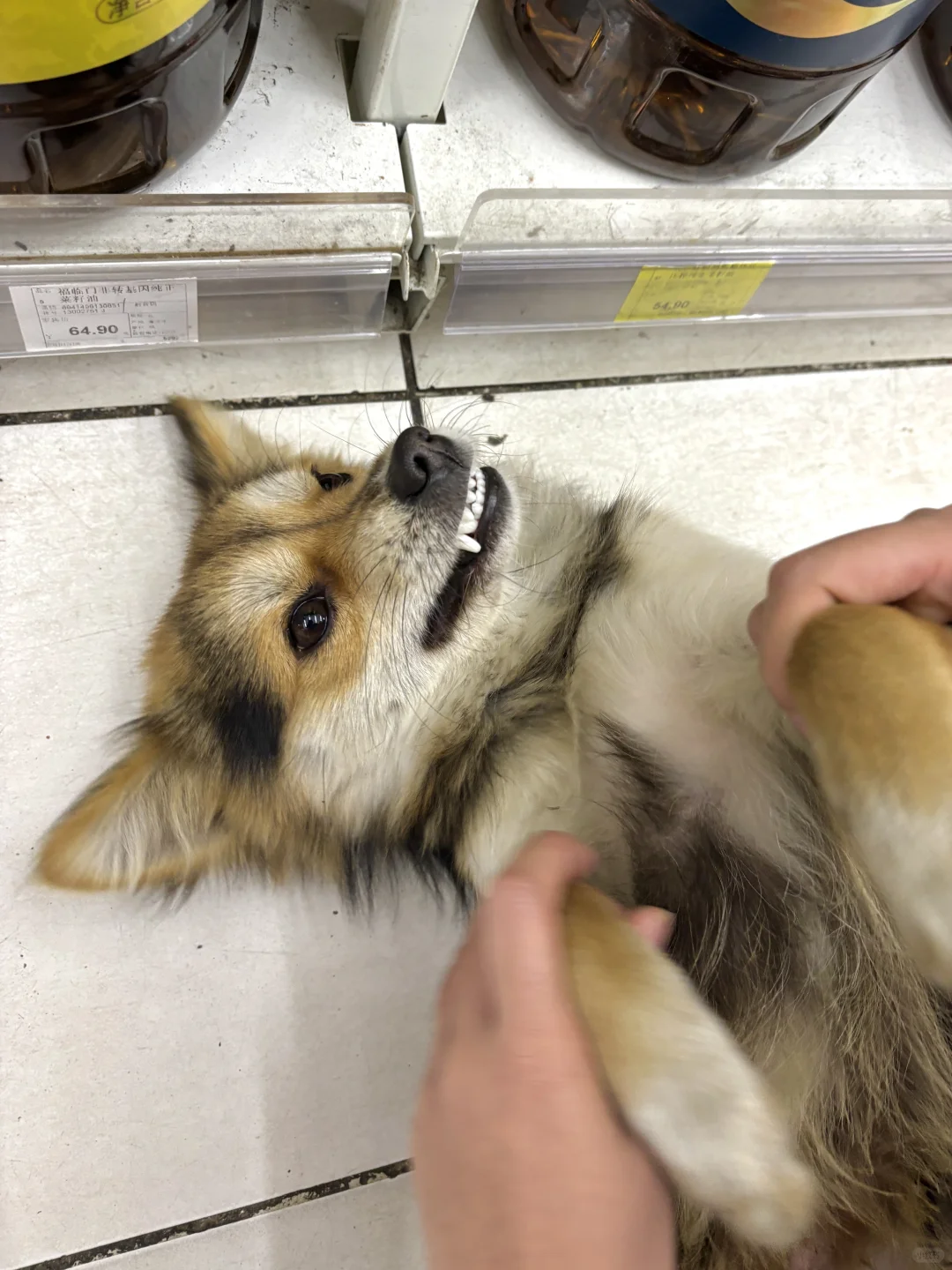 春心萌动的小黑把女友变成了王母娘娘