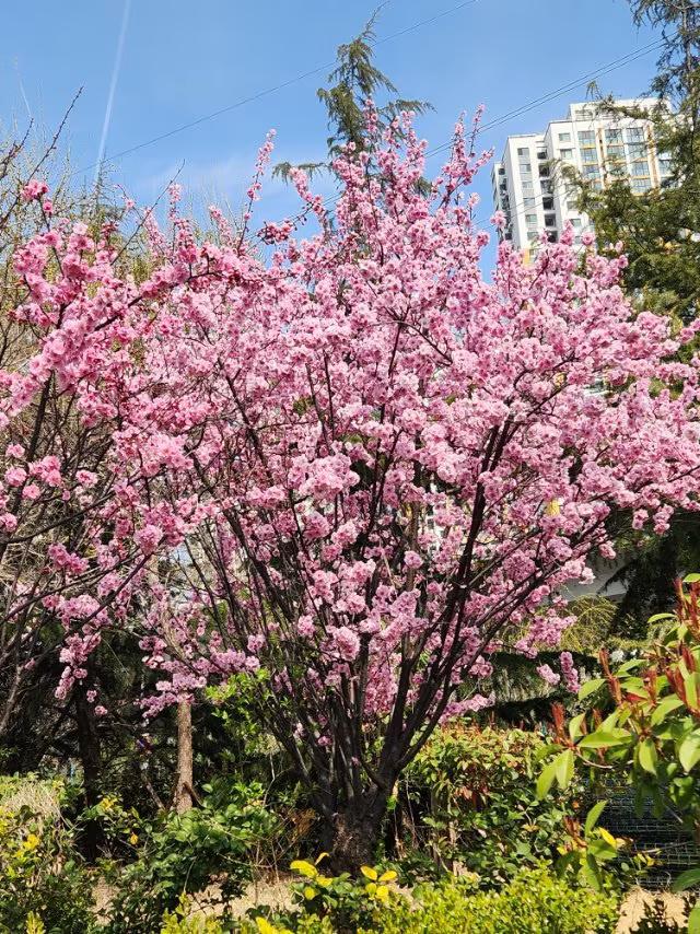 青岛海岸路蜿蜒于碧波之畔，花海翻涌成浪！
海岸路似一条捻着金线的璀璨带，两侧繁花
