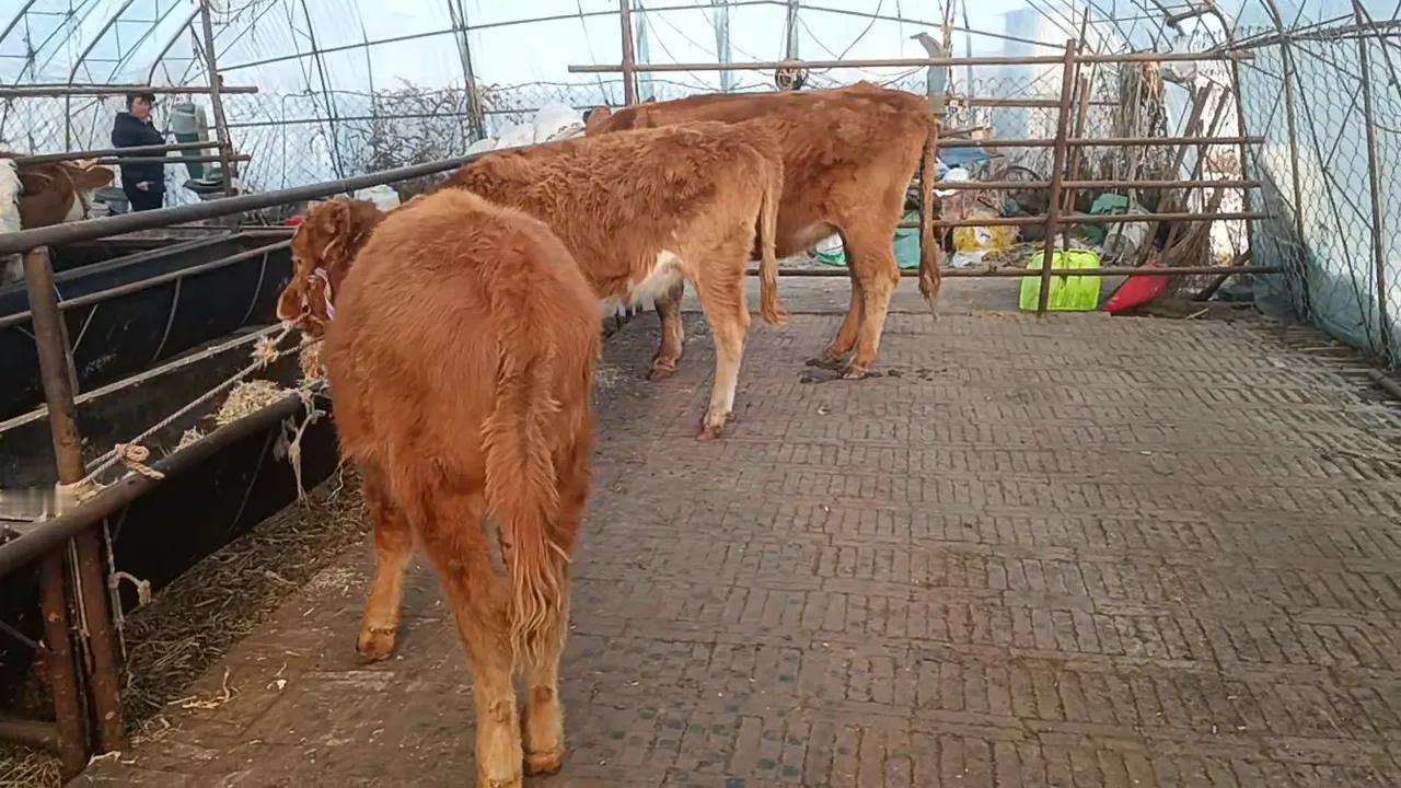在生活这场漫长旅途中，钱和爱，宛如天平的两端，承载着我们内心深处的渴望与追求，也