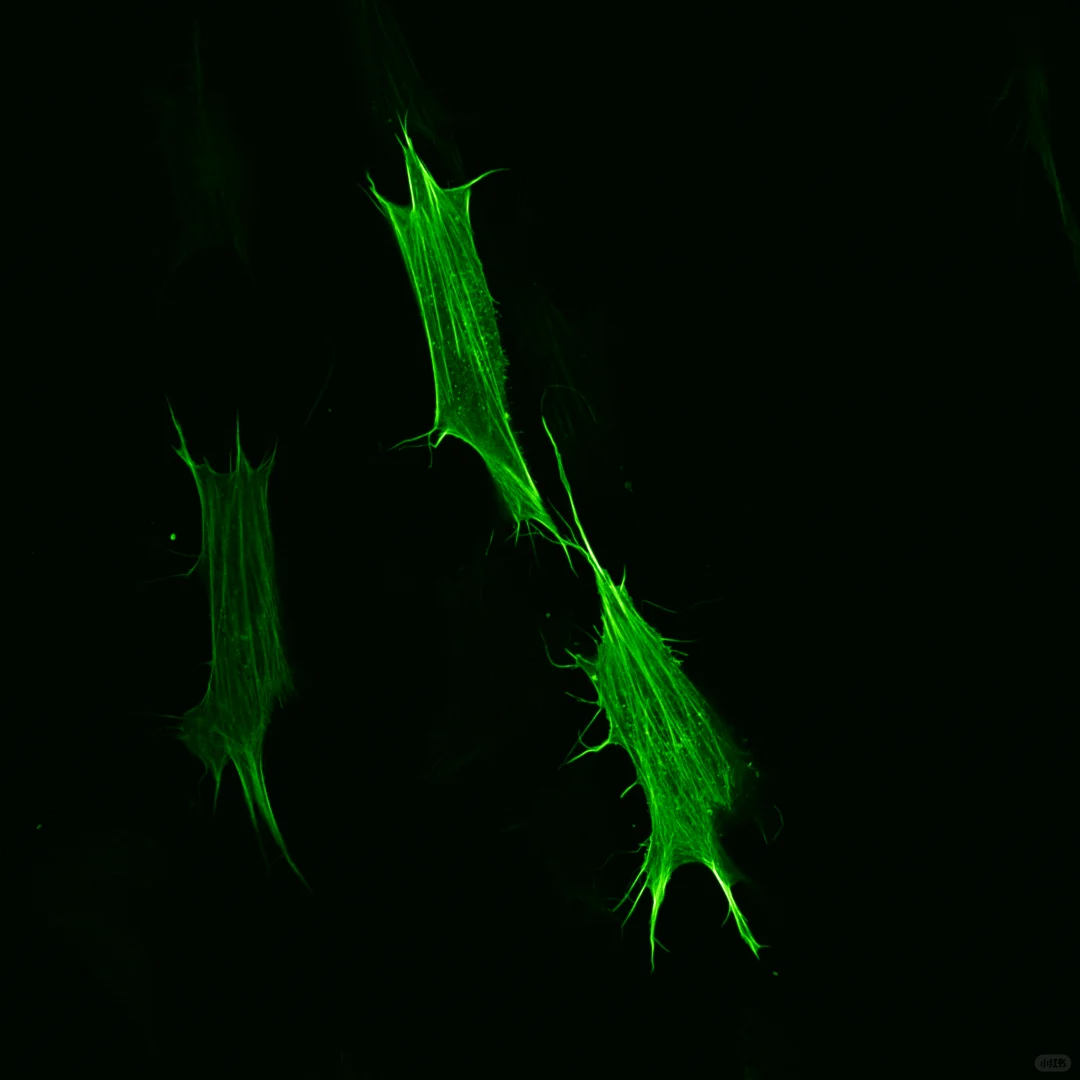 细胞骨架 ACTIN|共聚焦成像