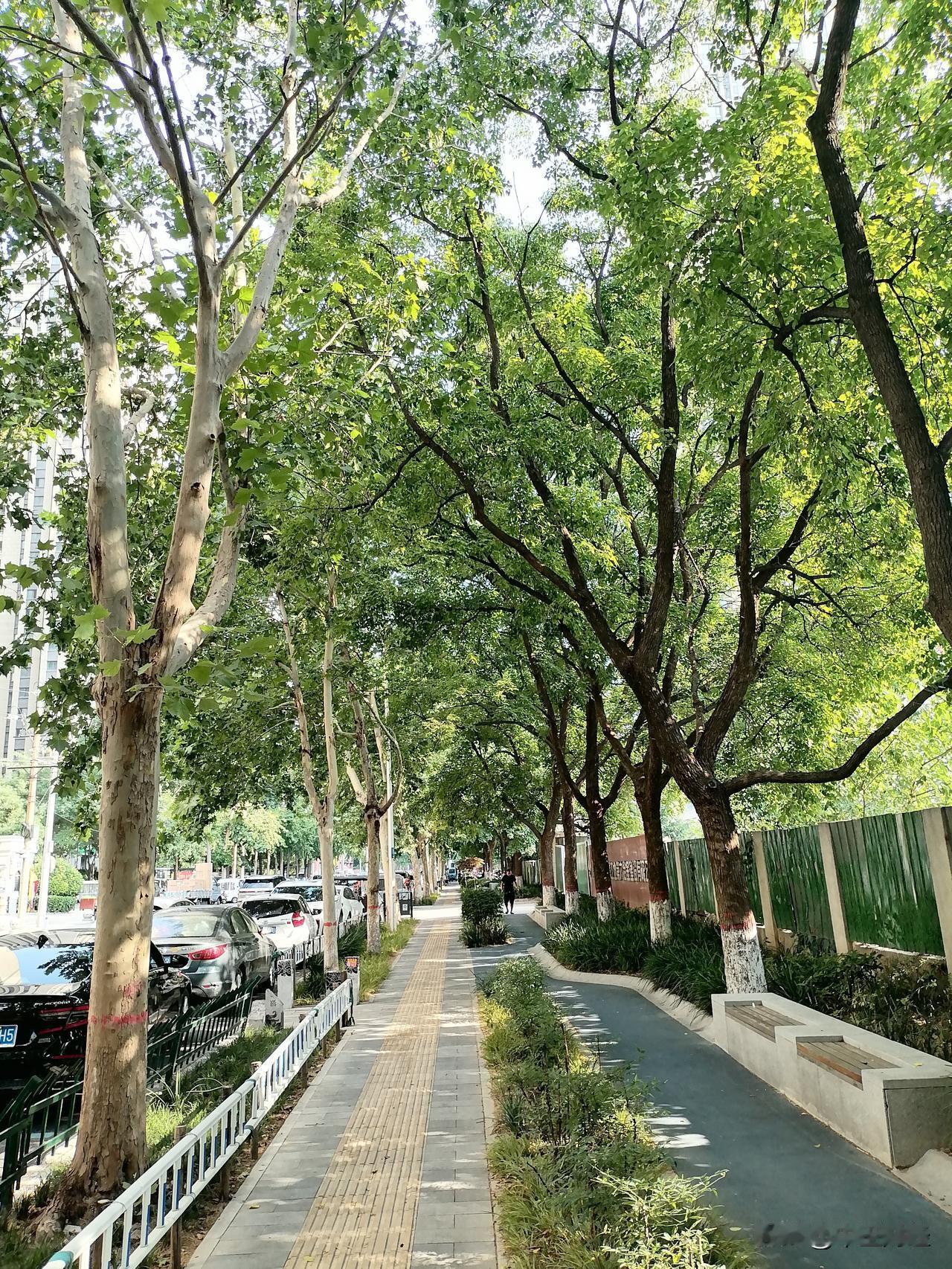 39度的高温，就算是绿荫下的道路都少有人走动，这天气热得离谱！像重庆最近就持续高