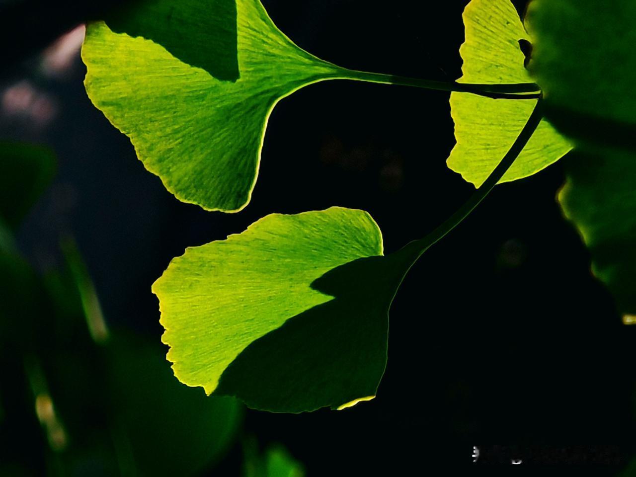 银杏季，满树金黄简直能把人美哭！虽已立冬，重庆银杏才渐露秋色。满树绿中带黄，在暖
