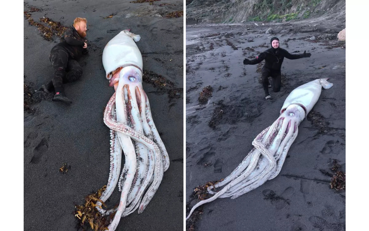 #长相奇特的深海生物#冲上海岸的大王乌贼（giant squid，Archite