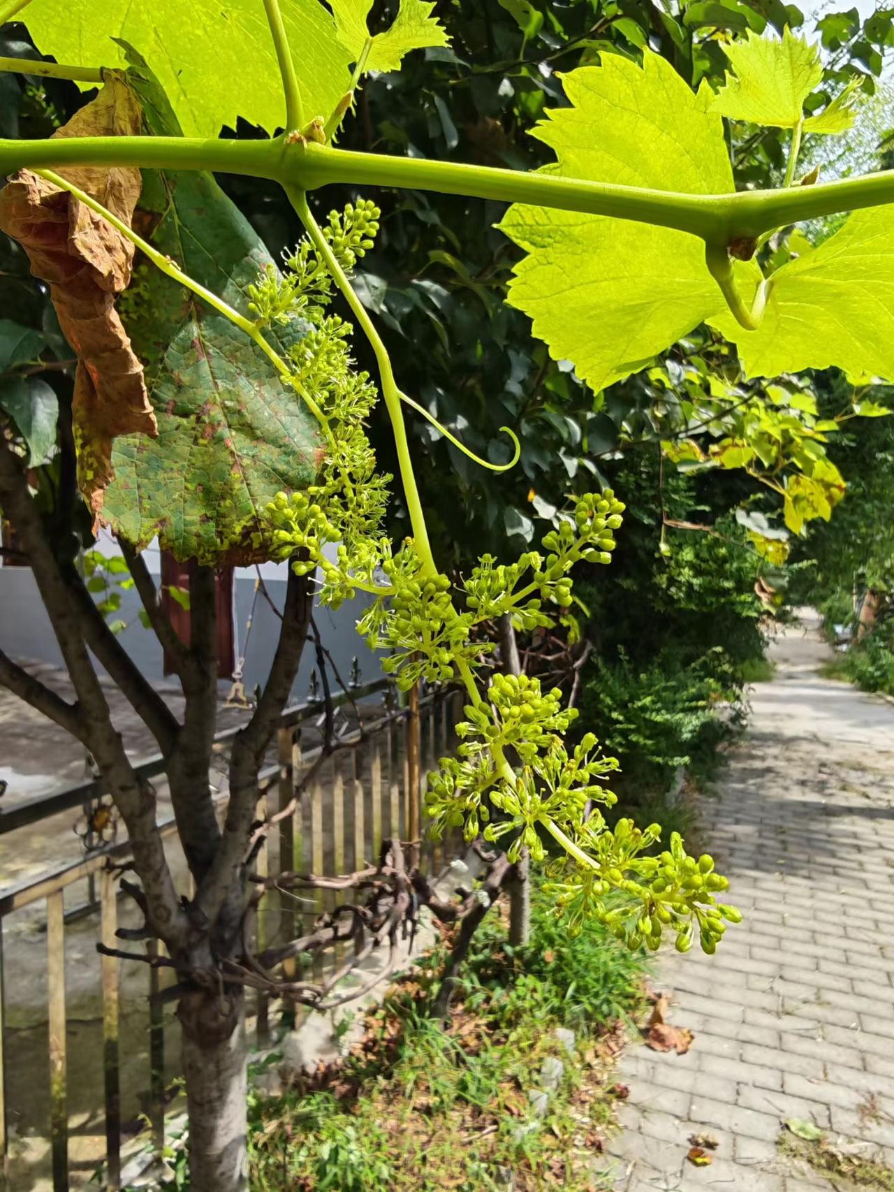 都9月份了，这葡萄是咋了？水肥太足了吗？咋又结一茬？[捂脸]