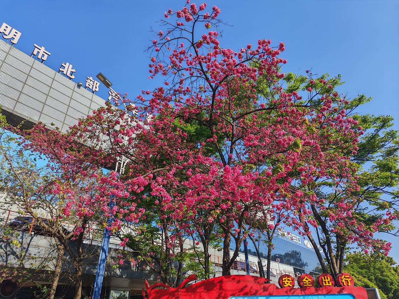 在依法治国的前提下，没有哪个民族的信仰可以凌驾于法律之上。
    别的民族尊重
