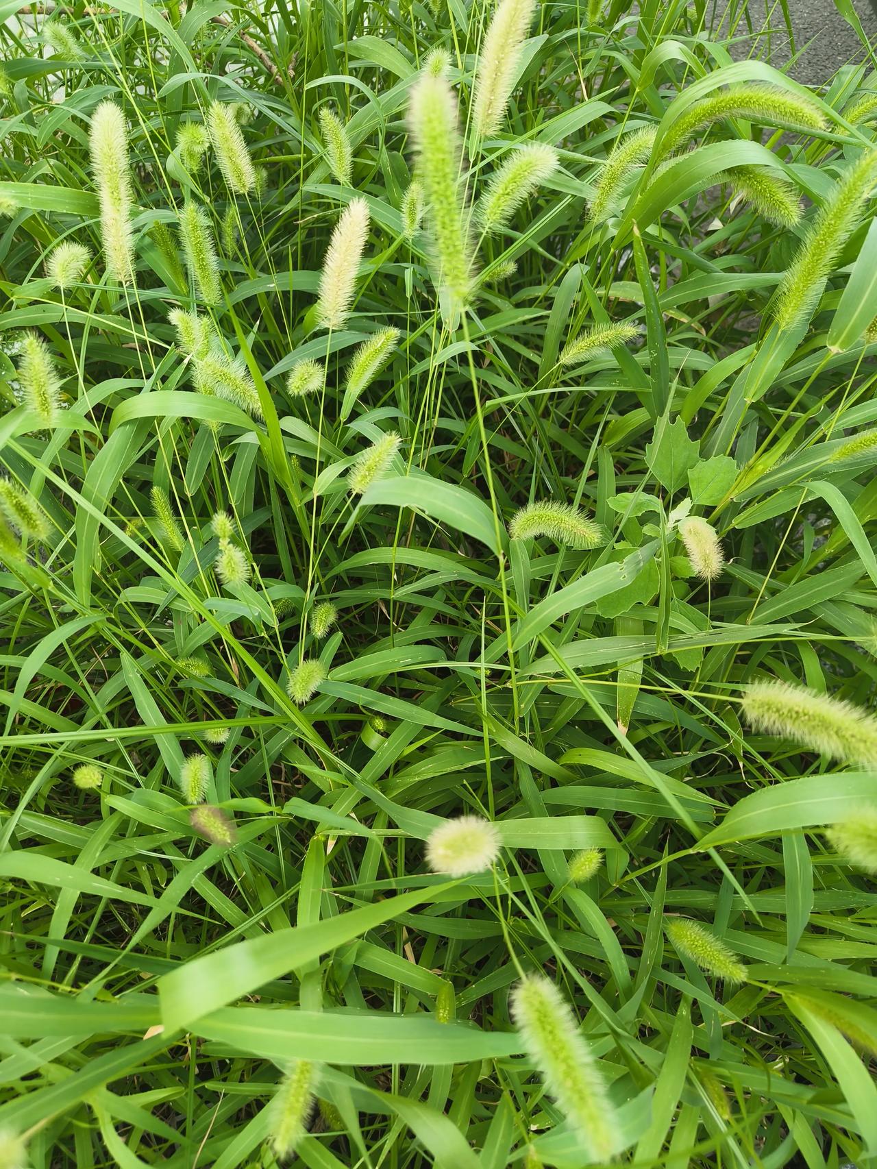 一片绿油油的草地上长满了毛茸茸的植物。这个草叫什么名字嘞？小时候经常玩，非常亲切