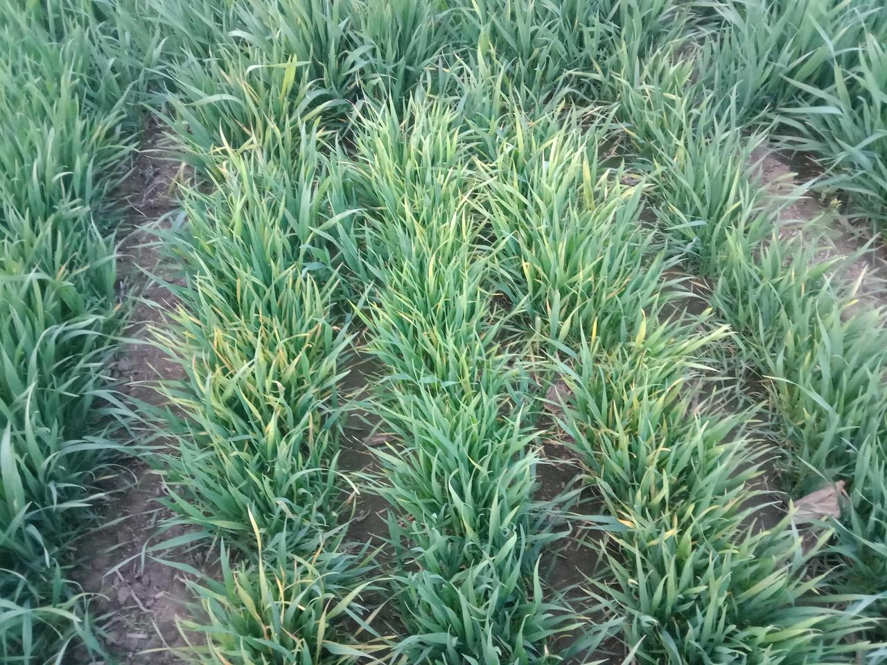 快去看看你家的小麦有没有这种情况。
条友们指点一下小麦这是得的什么病，叶片发黄跟