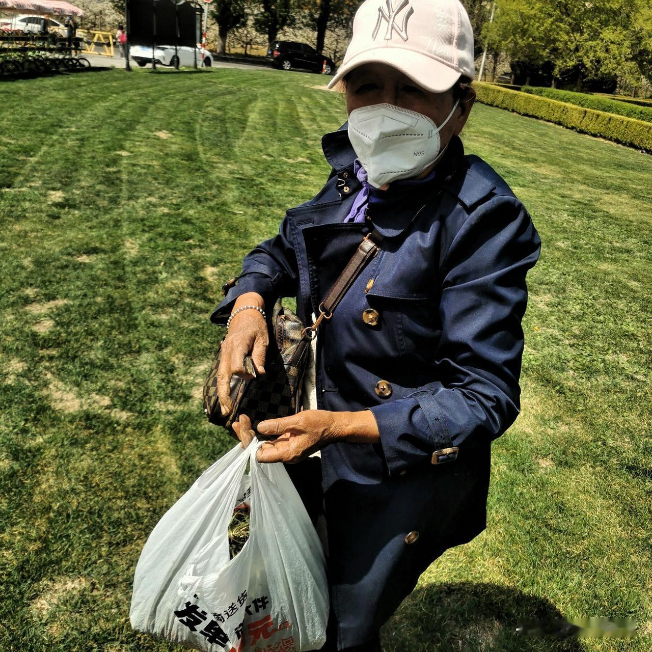 去西郊森林公园，看到这里大片的土地，长着许多蒲公英，好多的市民在这里采，根本采不