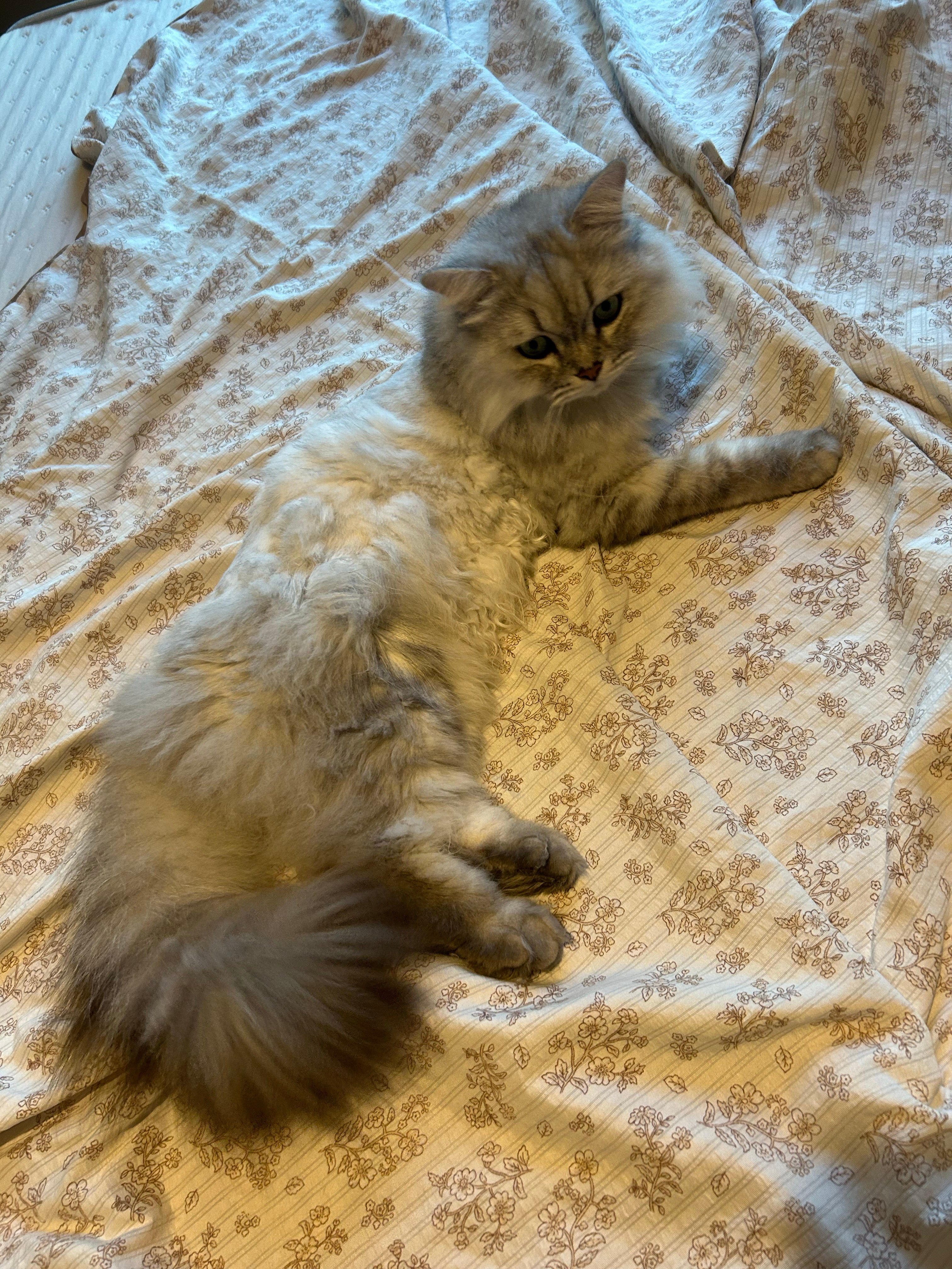 小臭宝一点也不傻，每次我换完新床单他就必须第一个去躺，很想赶走他又不忍心，每周四