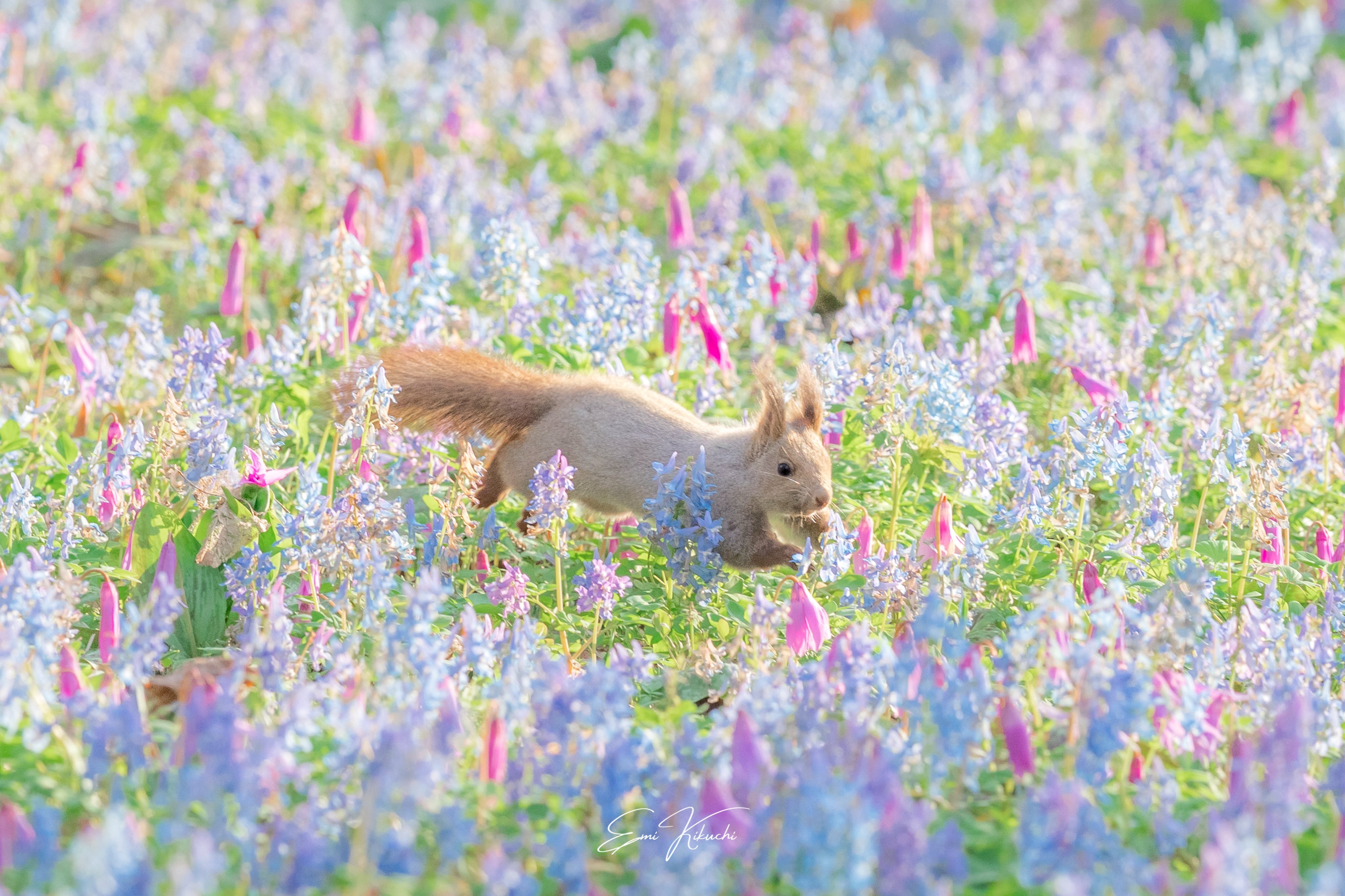 松鼠 春日里的鼠鼠！【推：emin_kiss】 