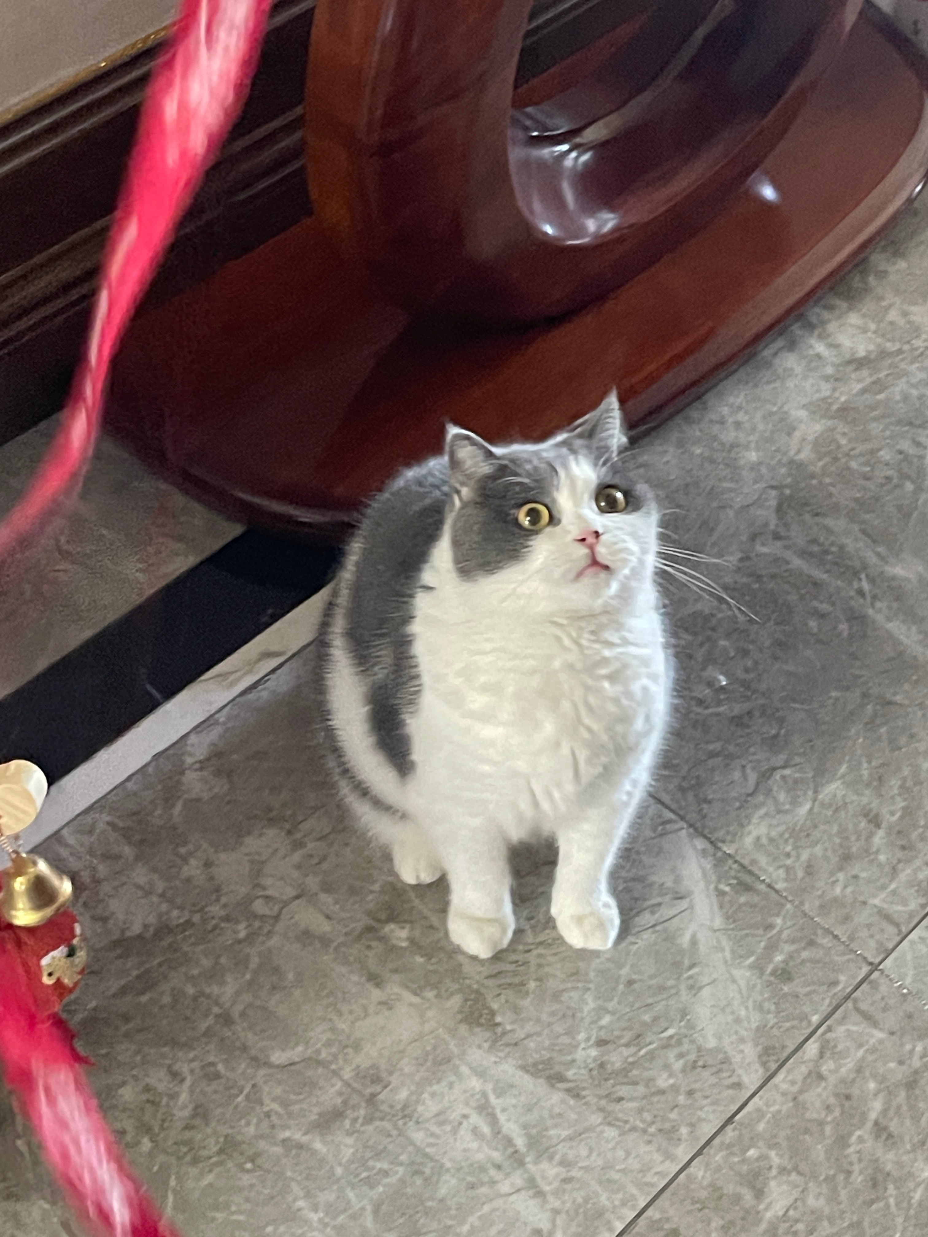 没养猫的时候，我对很多关于猫的事情还没有很敏锐，一些类似于“不听话打它就行”的养