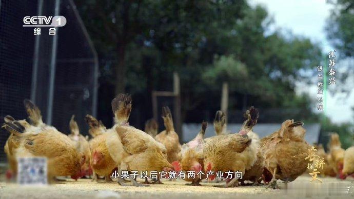 喂了银杏果鸡肉更鲜了 江苏银杏林下藏着立体农场 江苏泰兴银杏林下不简单，多元共生