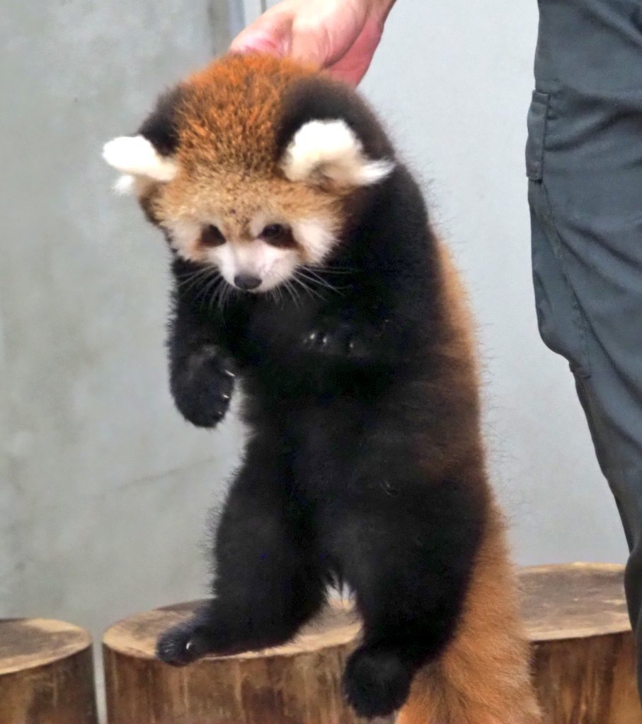 小熊猫 不想下班，还想在外场玩耍的奶能[泪奔]被饲养员强行带离工作岗位~【推：k