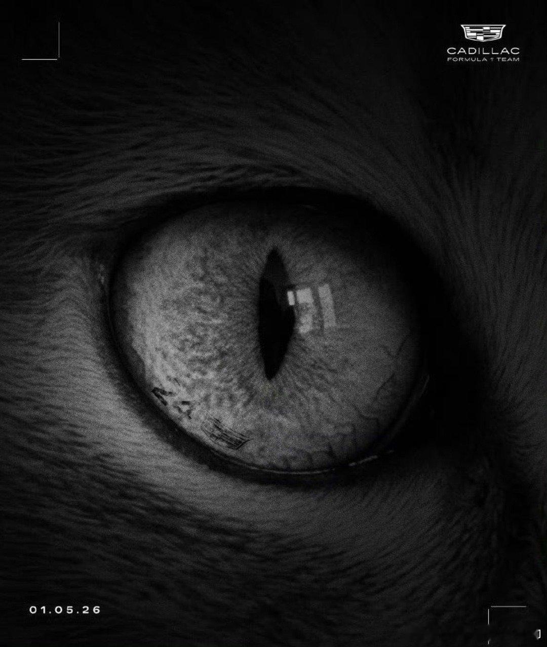 周冠宇 凯迪拉克不用猜了，周冠宇估计会是26年凯迪拉克F1车队2号车手从今天起，