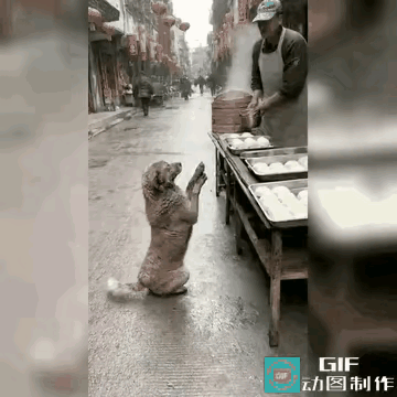 真的气炸了！见过狠心的老板，没见过这么丧良心的！
 
一只母狗领着刚生的小狗，在