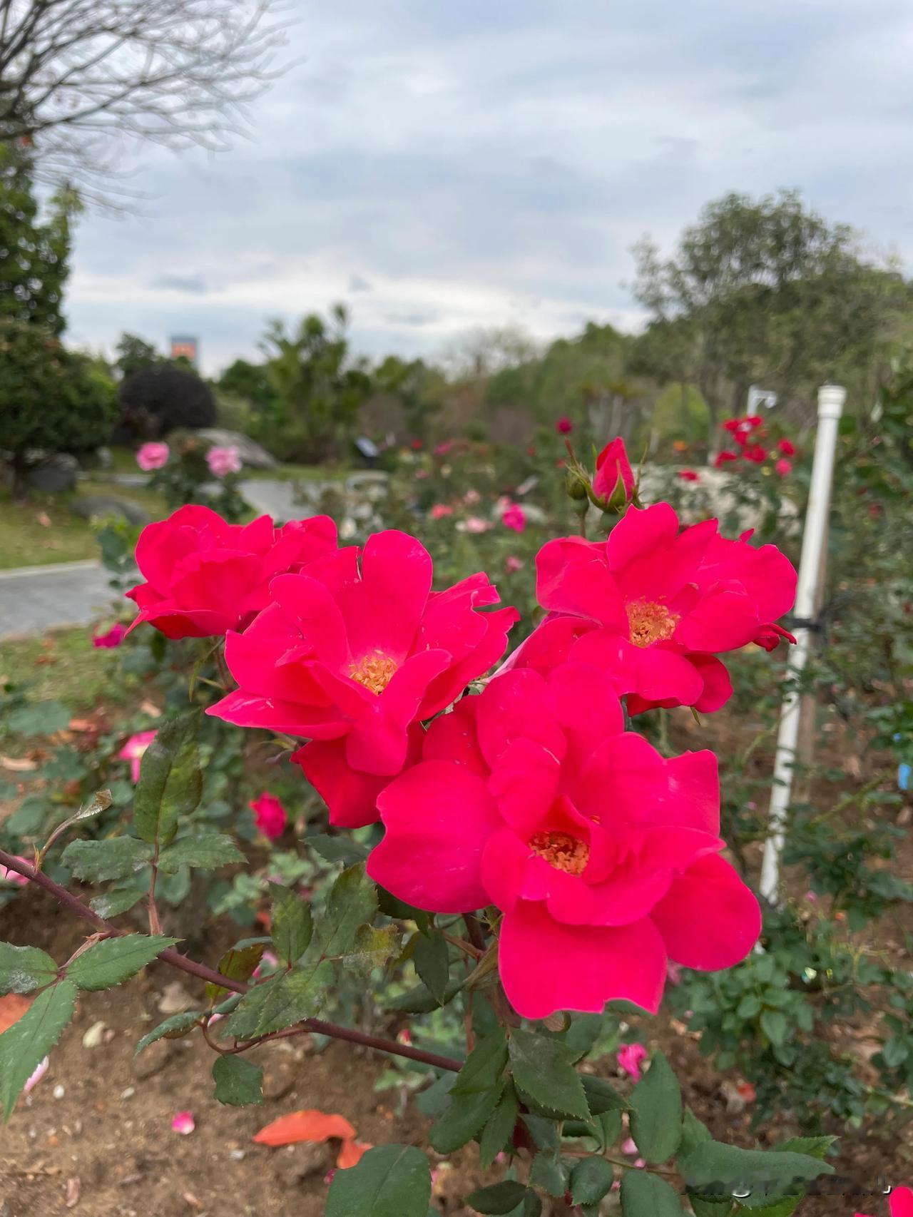 踏入东莞植物园，就像跌入了春天编织的梦境。沿着蜿蜒小径前行，一丛丛盛放的鲜花猝不