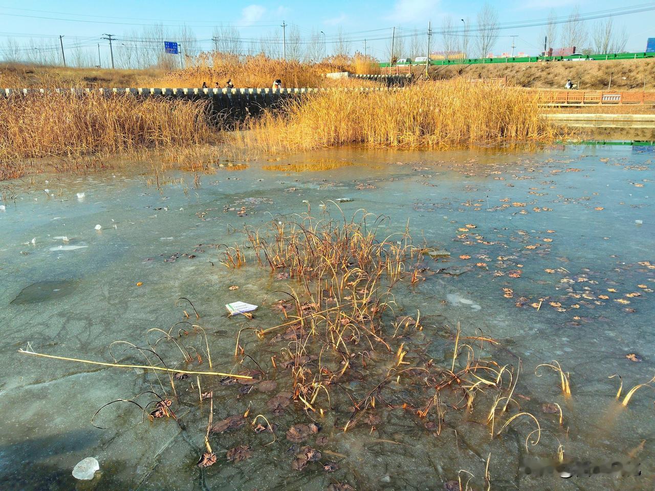 陇西人的冬季打卡地

冬日，似乎无处可去。但有人却发现，西河边的废水处理池边的湿