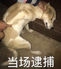 新加坡MRT会用三种语言（华文 英文 马来）在很多时间段循环播报：偷拍裙底是犯罪