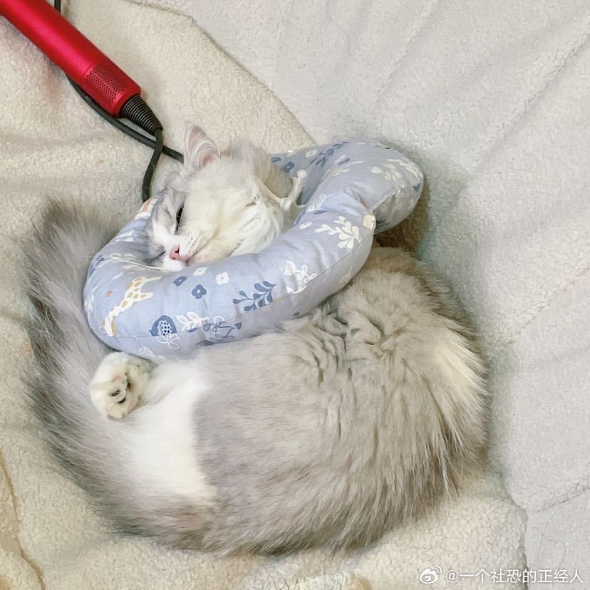 不丢前方出现一团小丢😺 