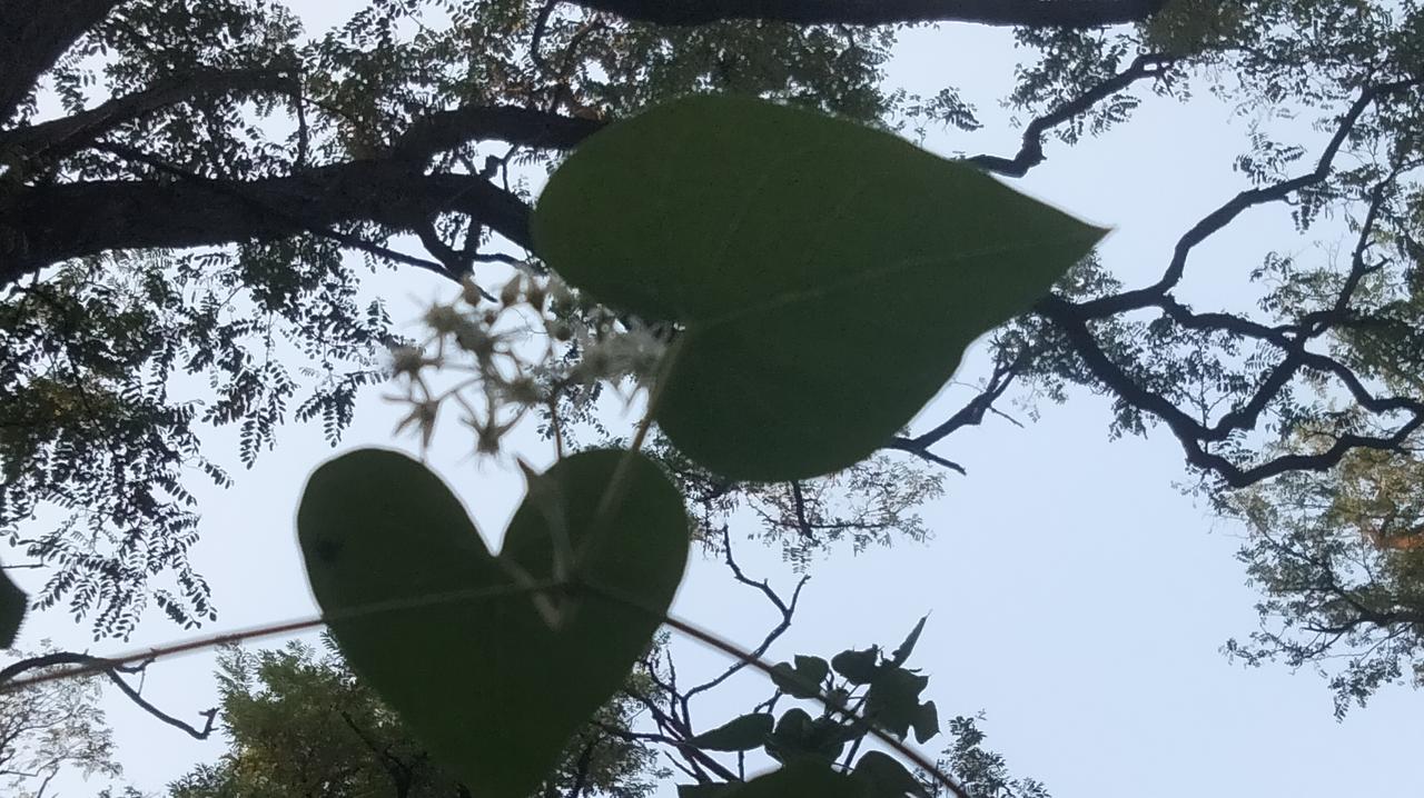 发一张图片，让我猜出你在哪里拍的’哪里拍的不重要，知道什么花是主题。