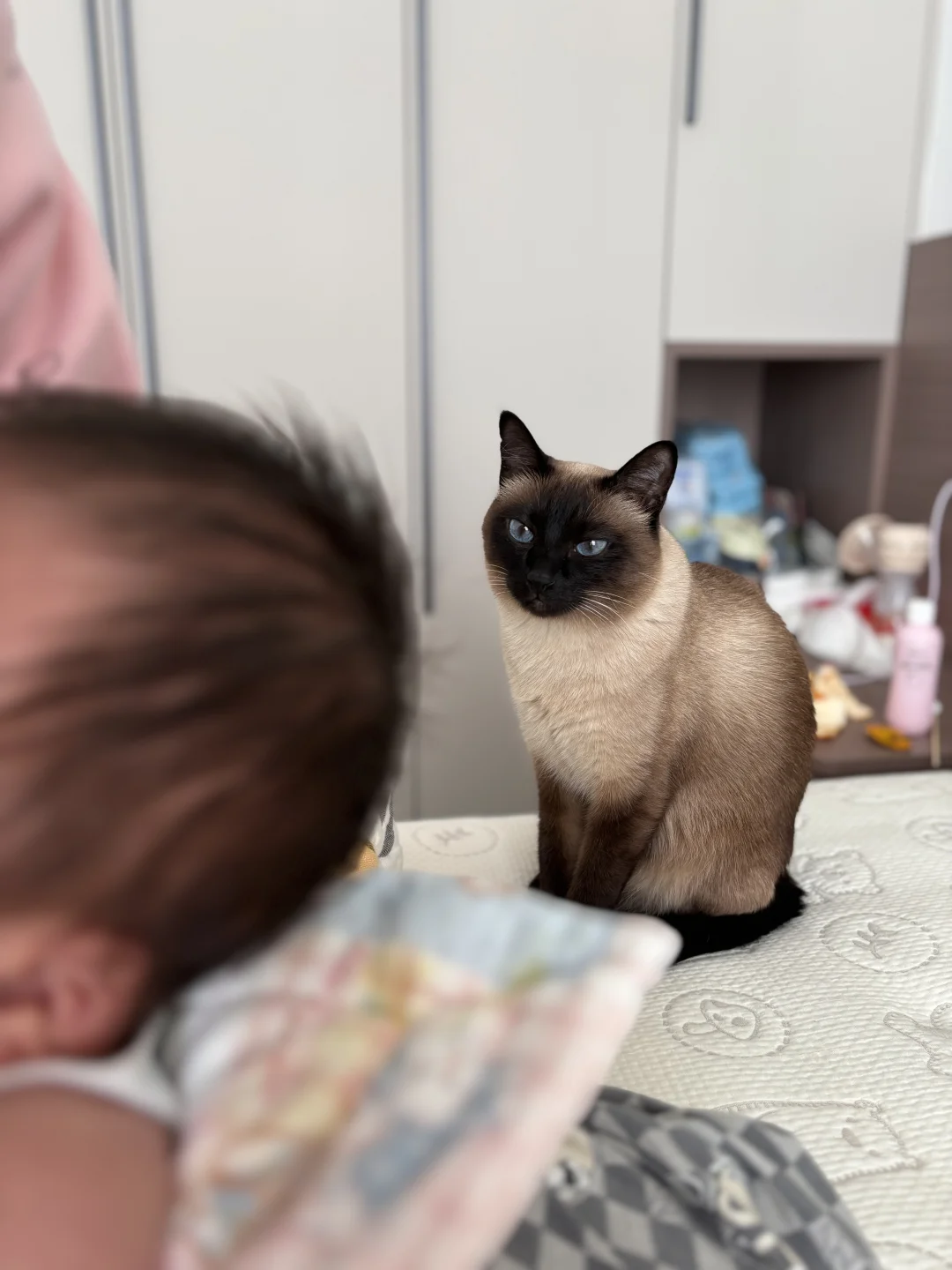怀疑喵生的猫猫
