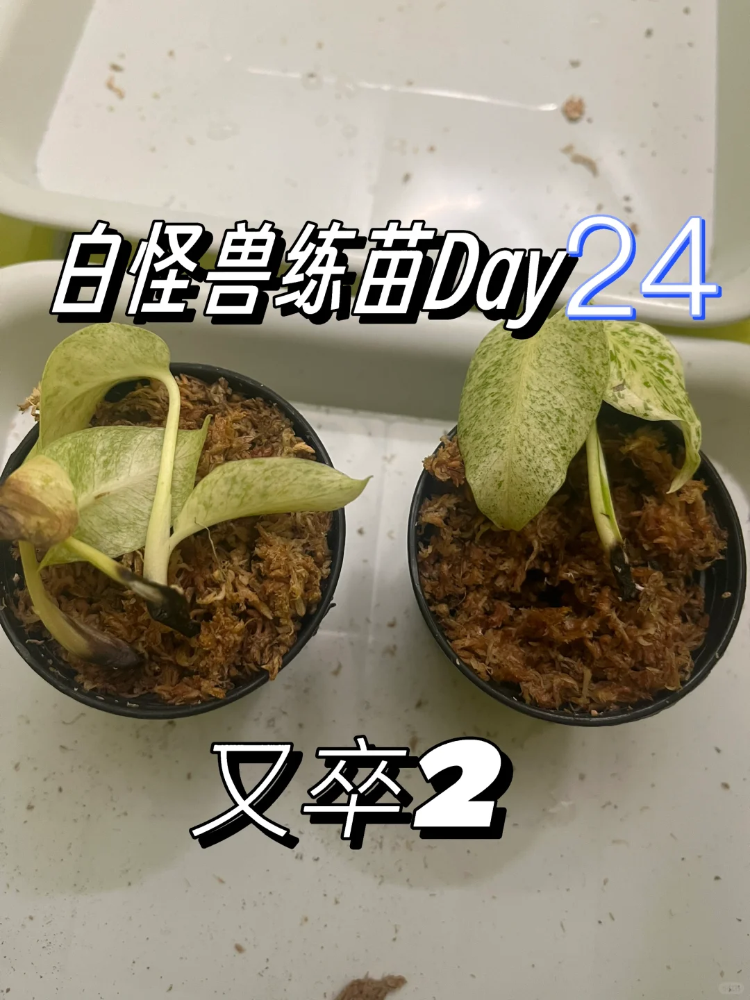 还是湿度的问题