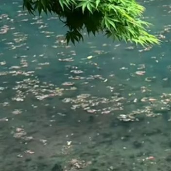 种植／微公益 玫瑰种植方法1、根部种植首先需要将鲜花剪下，用酒精消毒，备用。其次