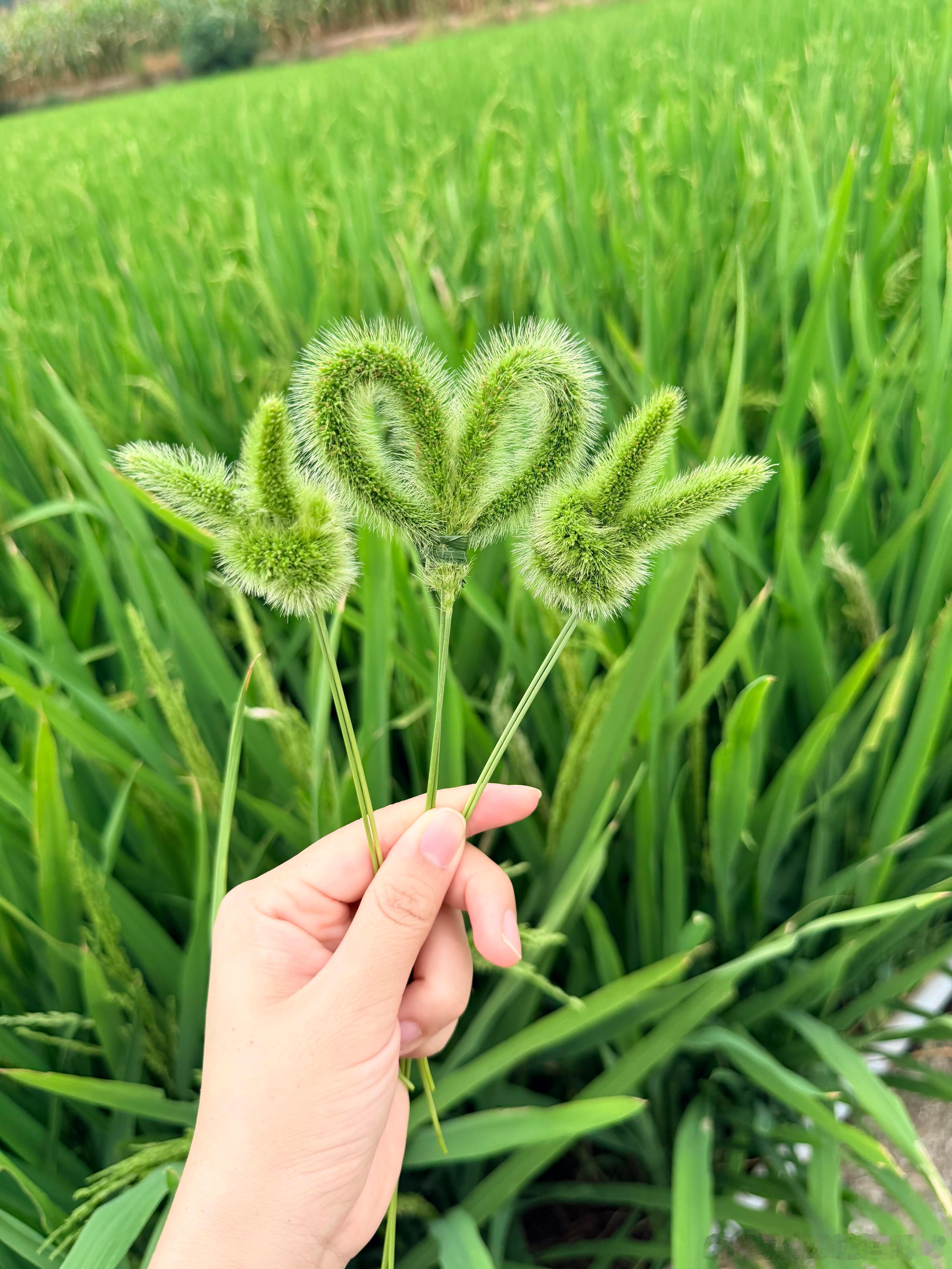 是兔子❤️造型的狗尾巴草呀，是小时候的回忆啊 