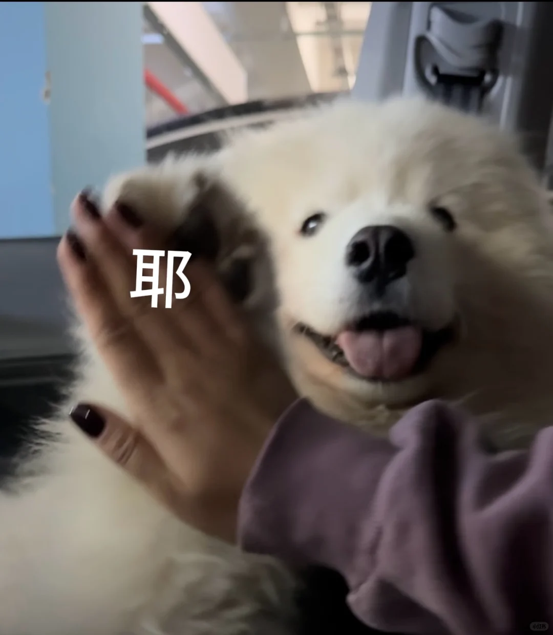 耶耶High five～表情包请收藏！