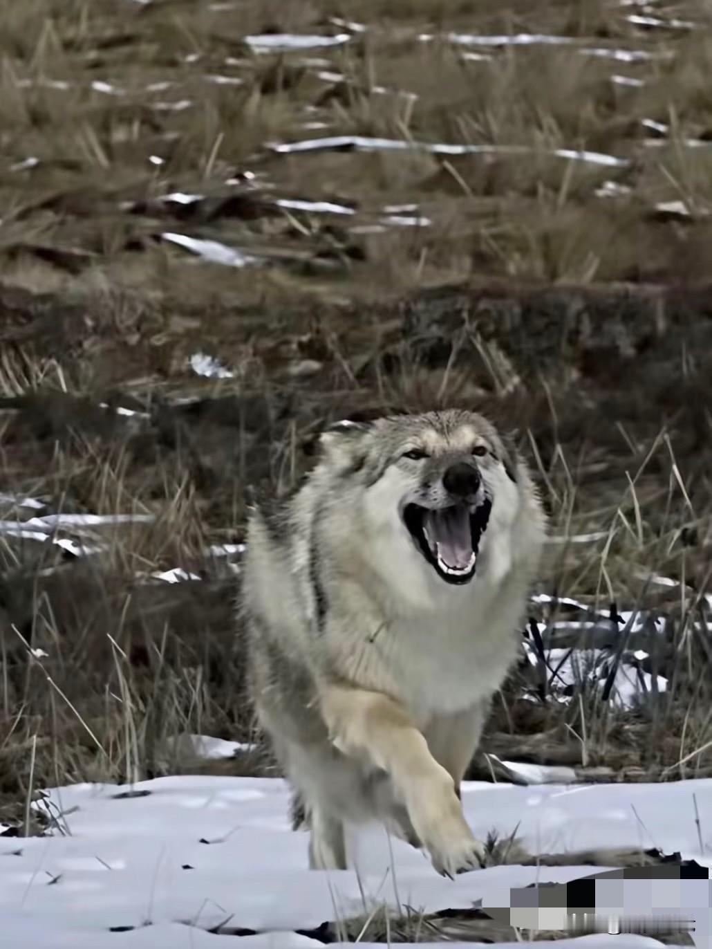 2010～2026  格林你还在吗？纪录片《重返狼群》再度翻红