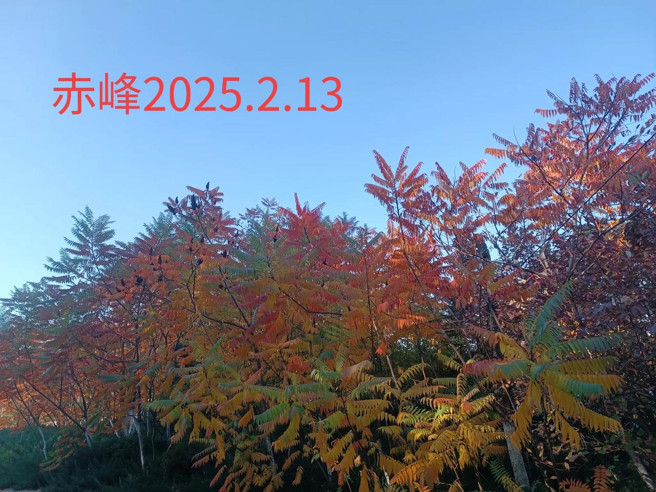 随手拍摄叶的美路边随拍，树叶的美。