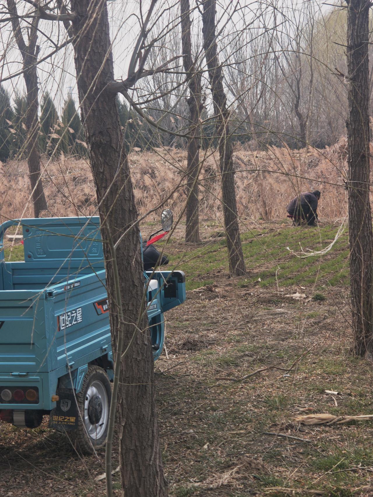 声称自己年龄大，不能赚钱了，能省则省。
这是他冒着冷嗖嗖的春风在清理麦田里的野菜