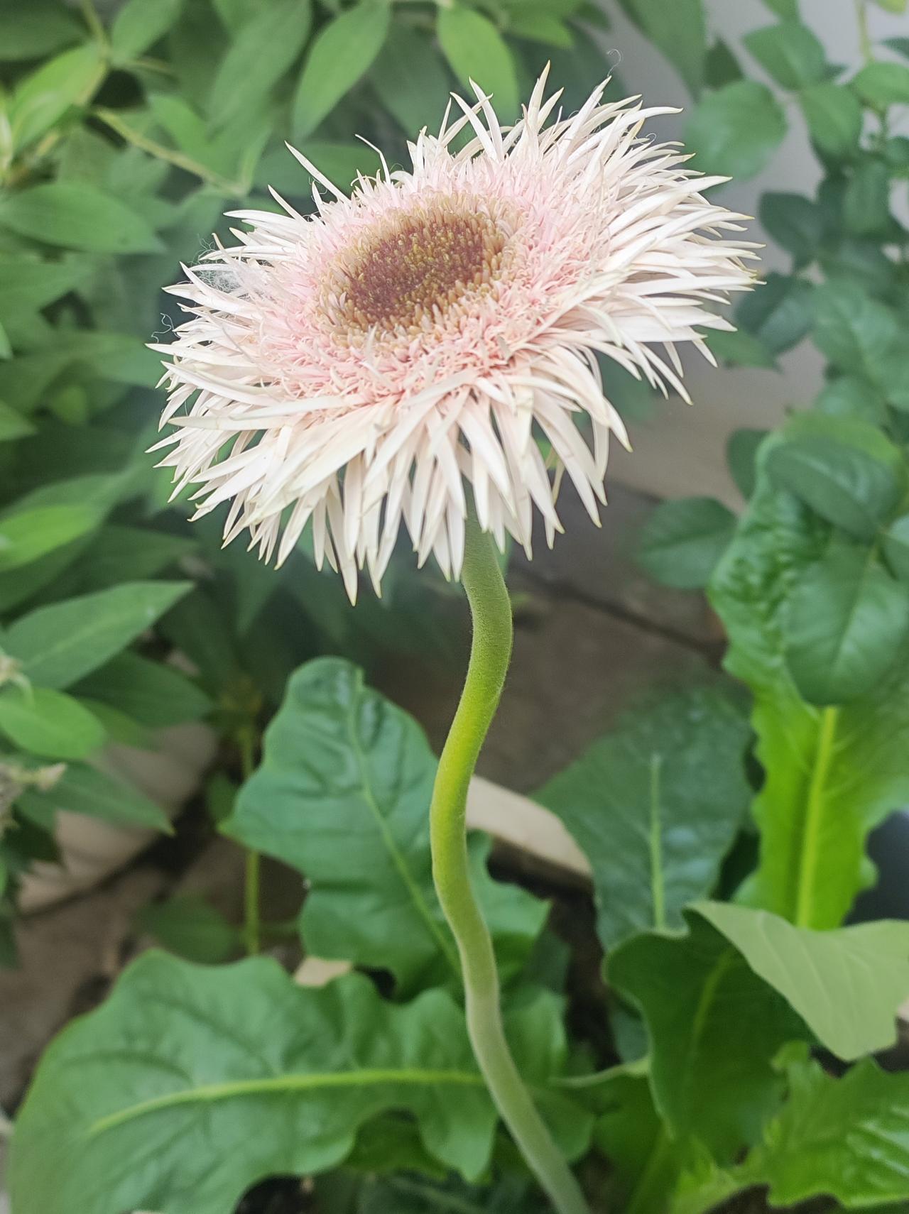 高温下的花，还在开。